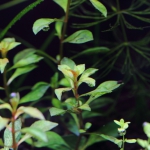 植栽から3日目